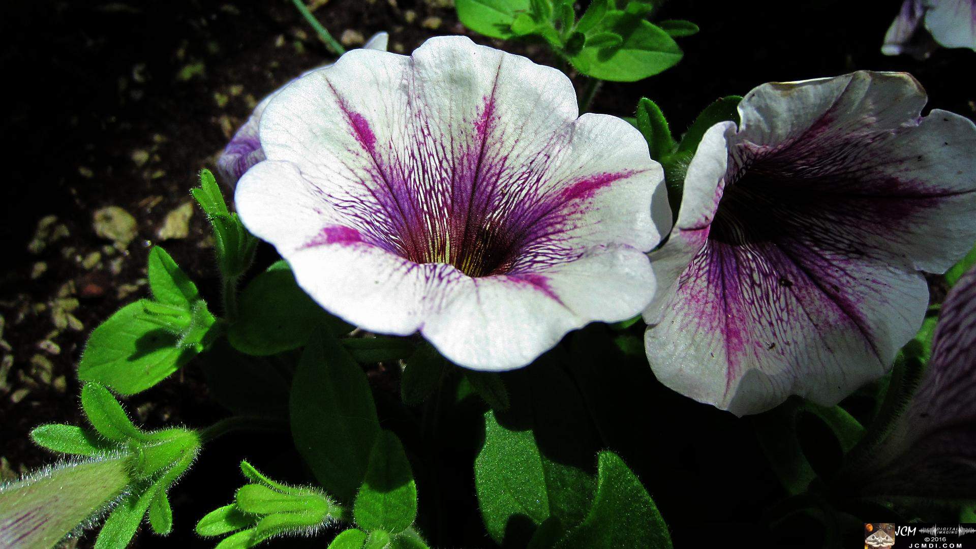 Como Zoo conservatory, MN flowers close up
